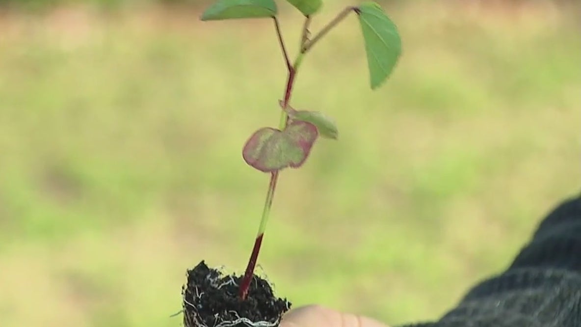 Planting the ‘Florida cranberry’